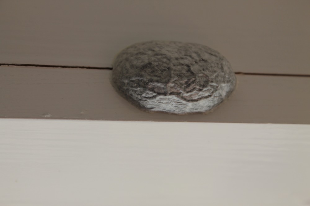 Welke schimmel is dit?