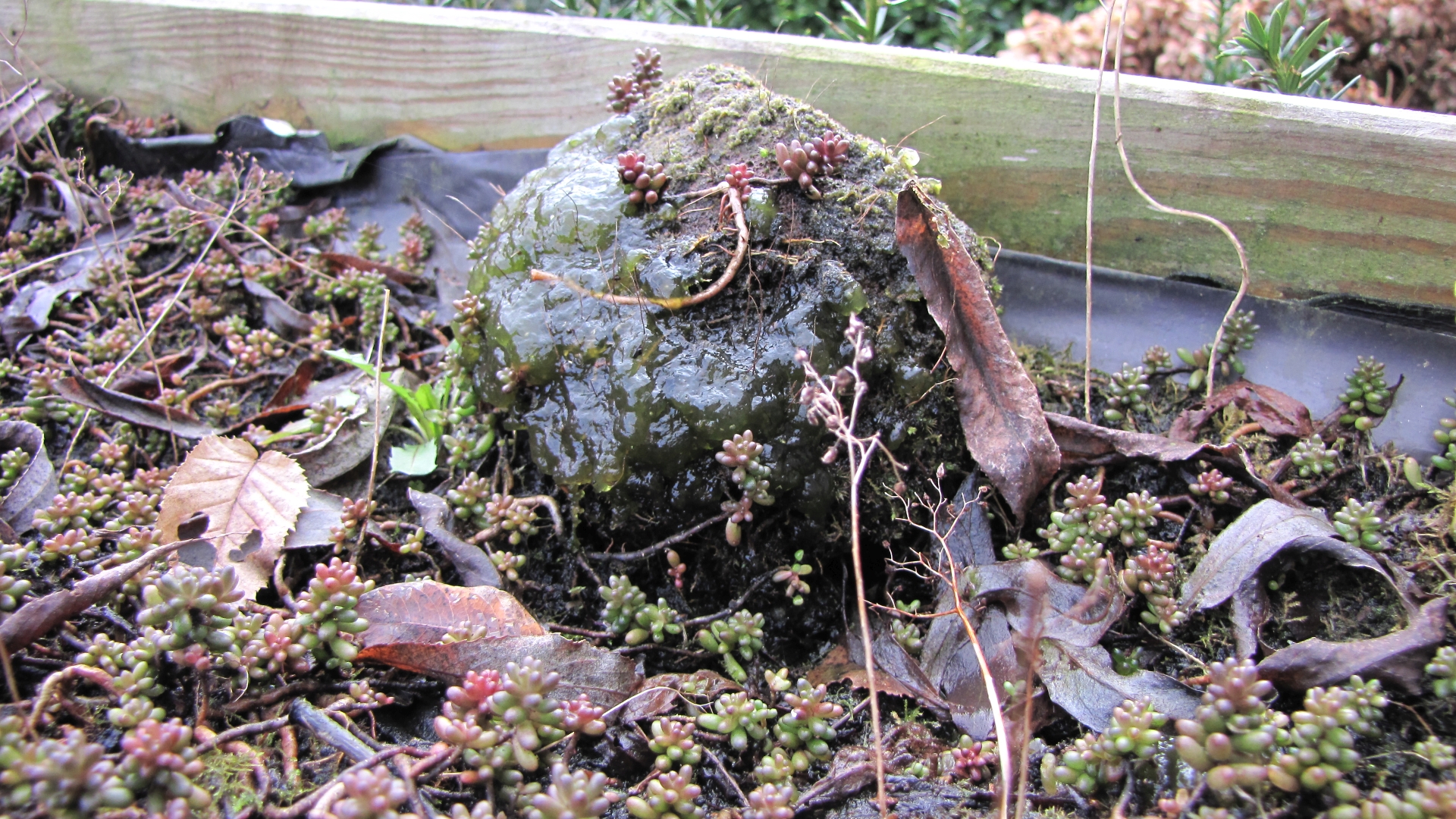groene slijmgel op lavasteen