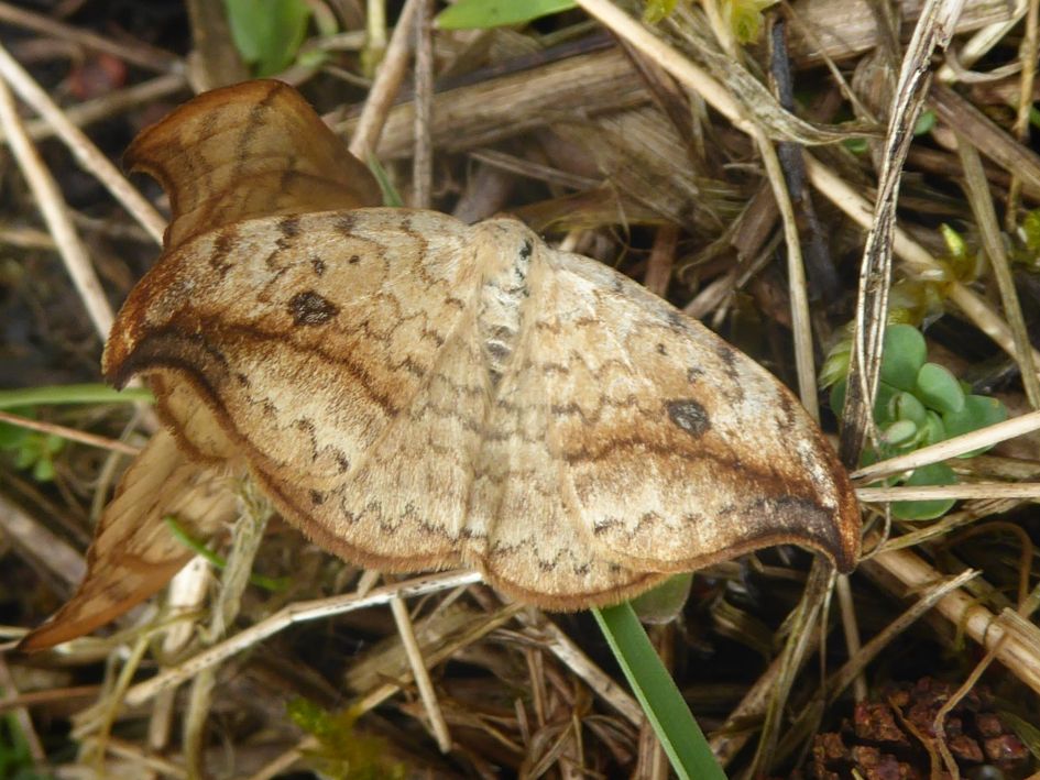 onbekende (nacht)vlinder