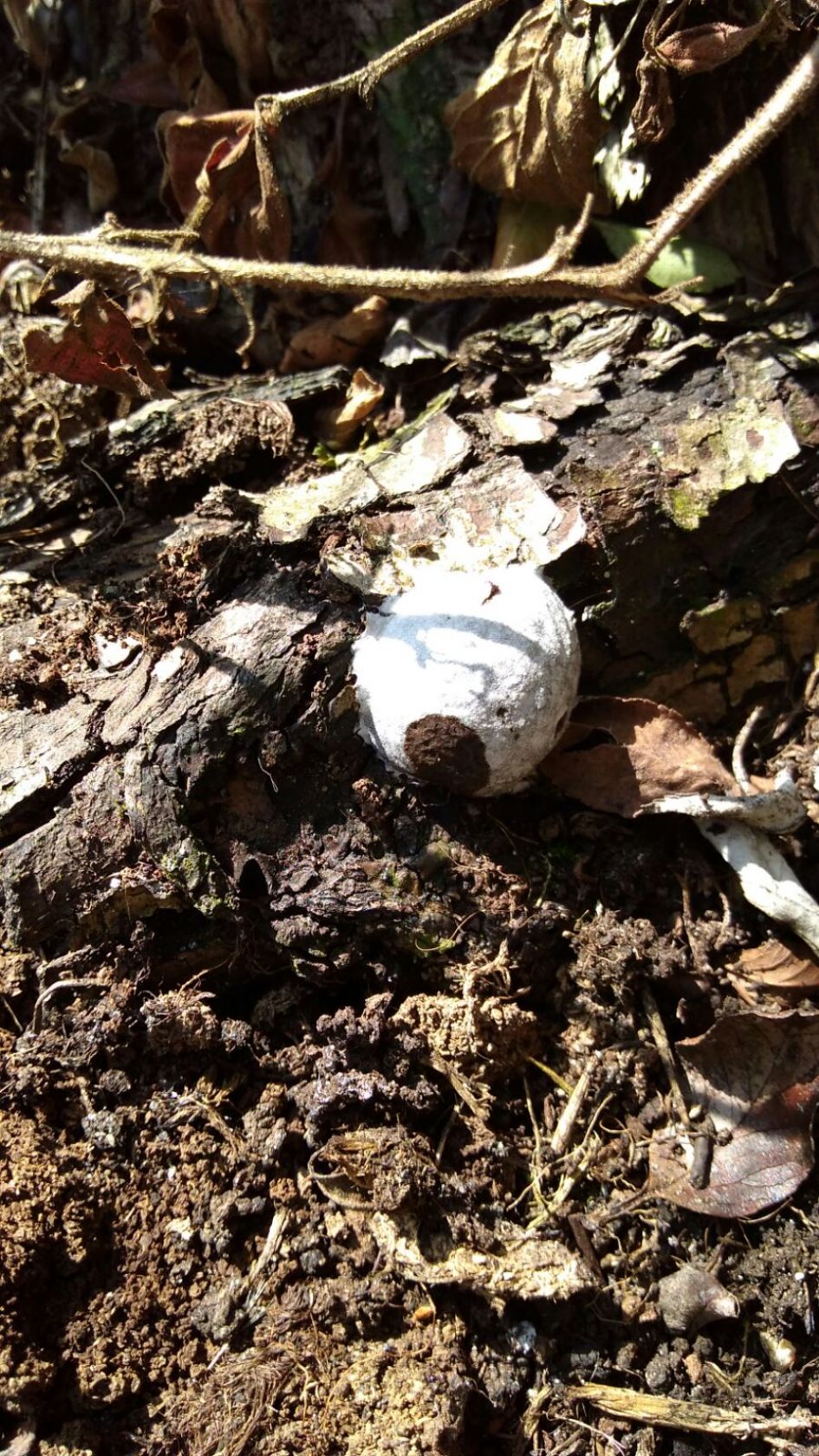 Ei-achtig voorwerp op hout in de tuin