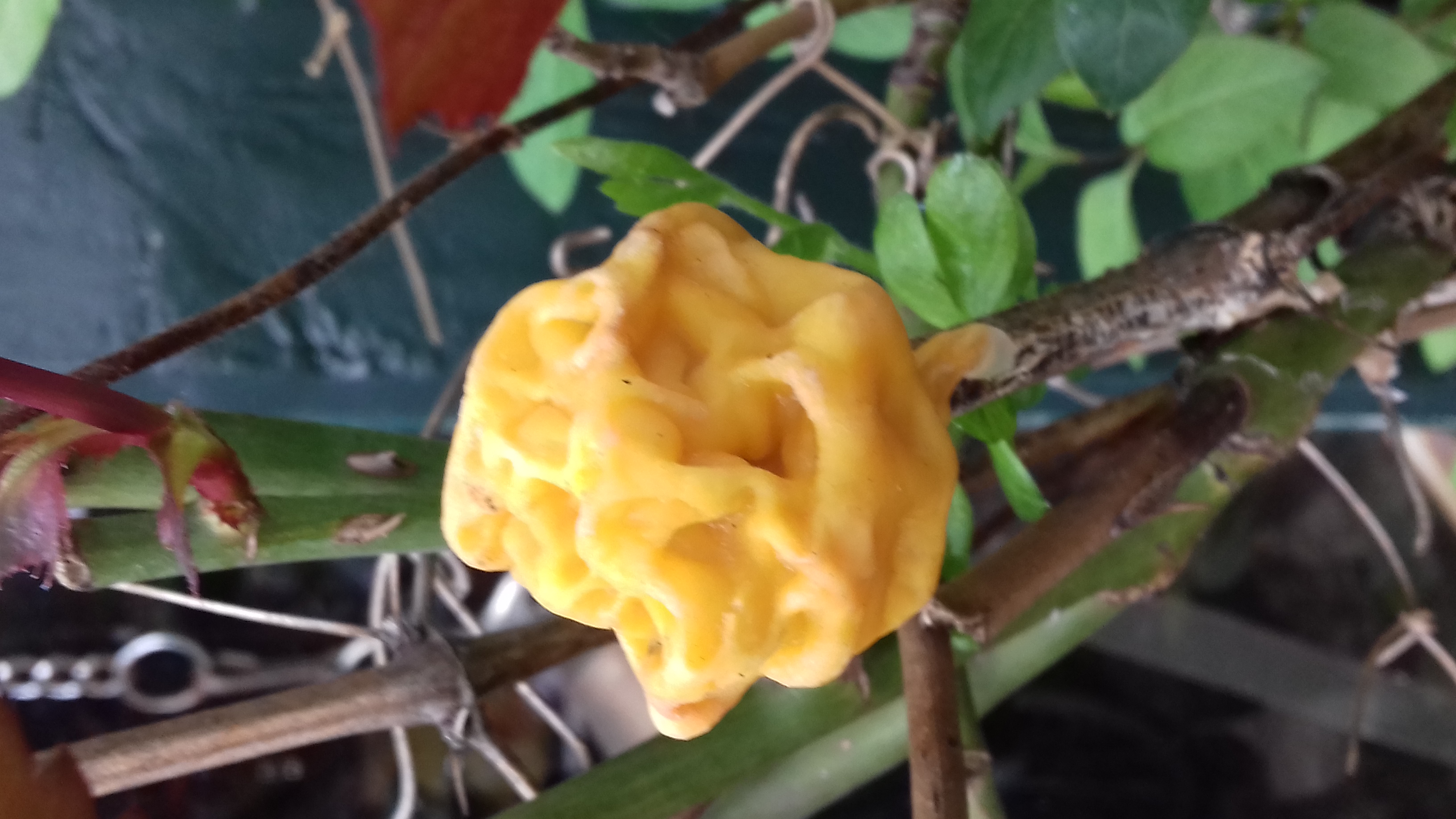 Dit lijkt me een gal, maar welke?