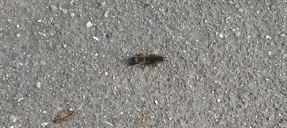 Wat is dit voor insect?