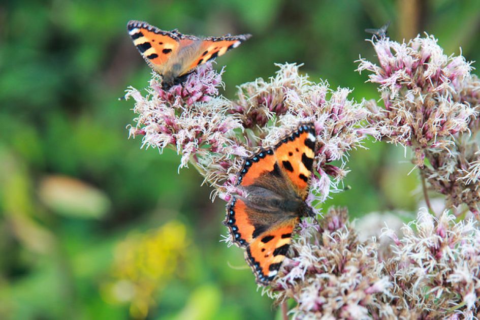 Vlinder in de Hunsrück gezien