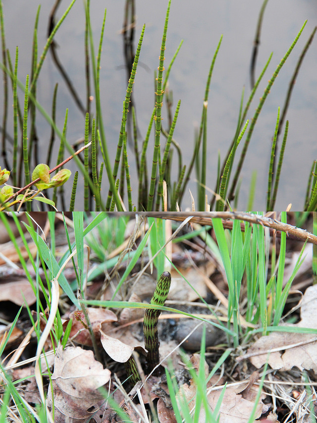 Riet? en welke soort?