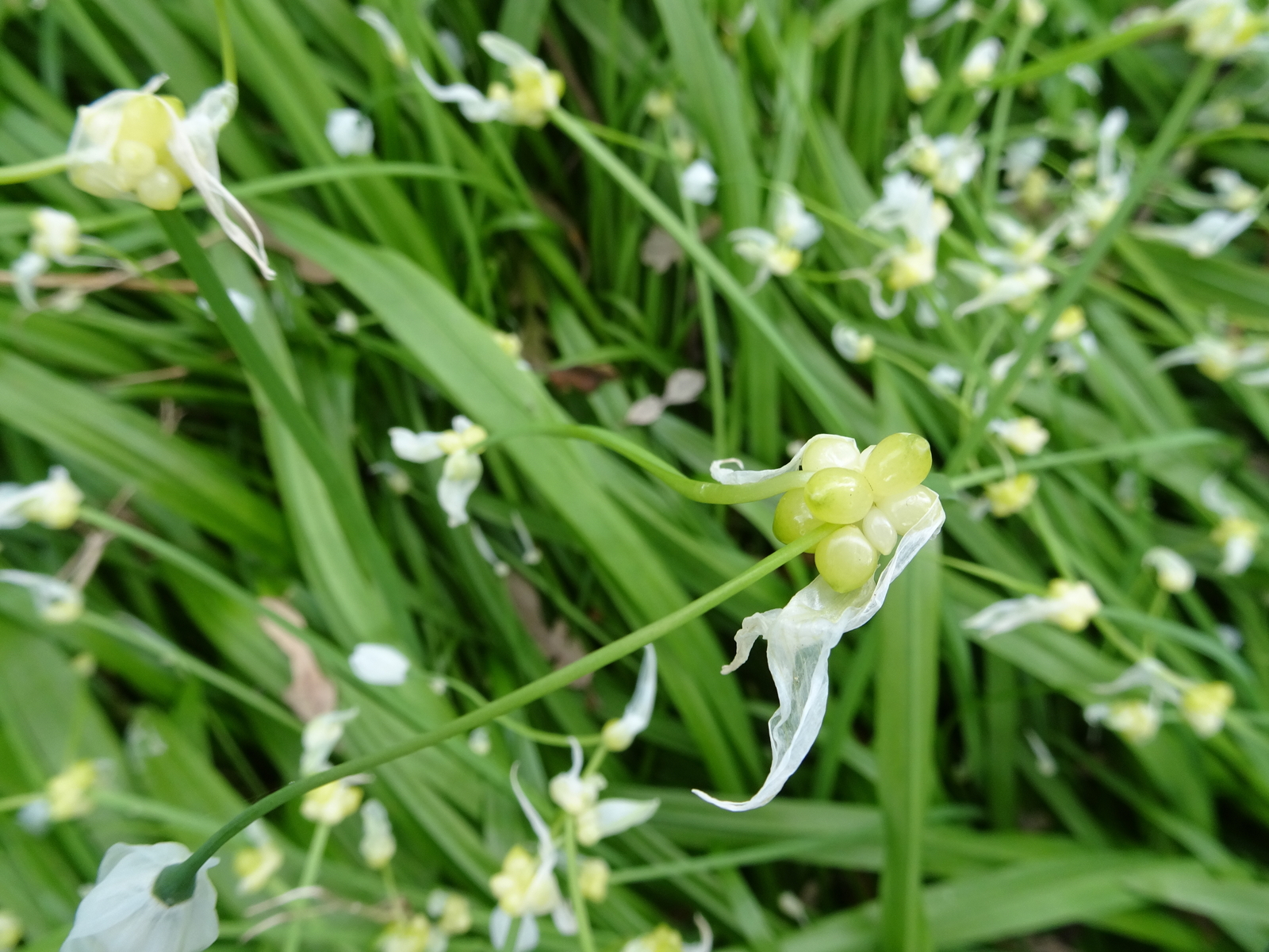 Welke plant is dit ?