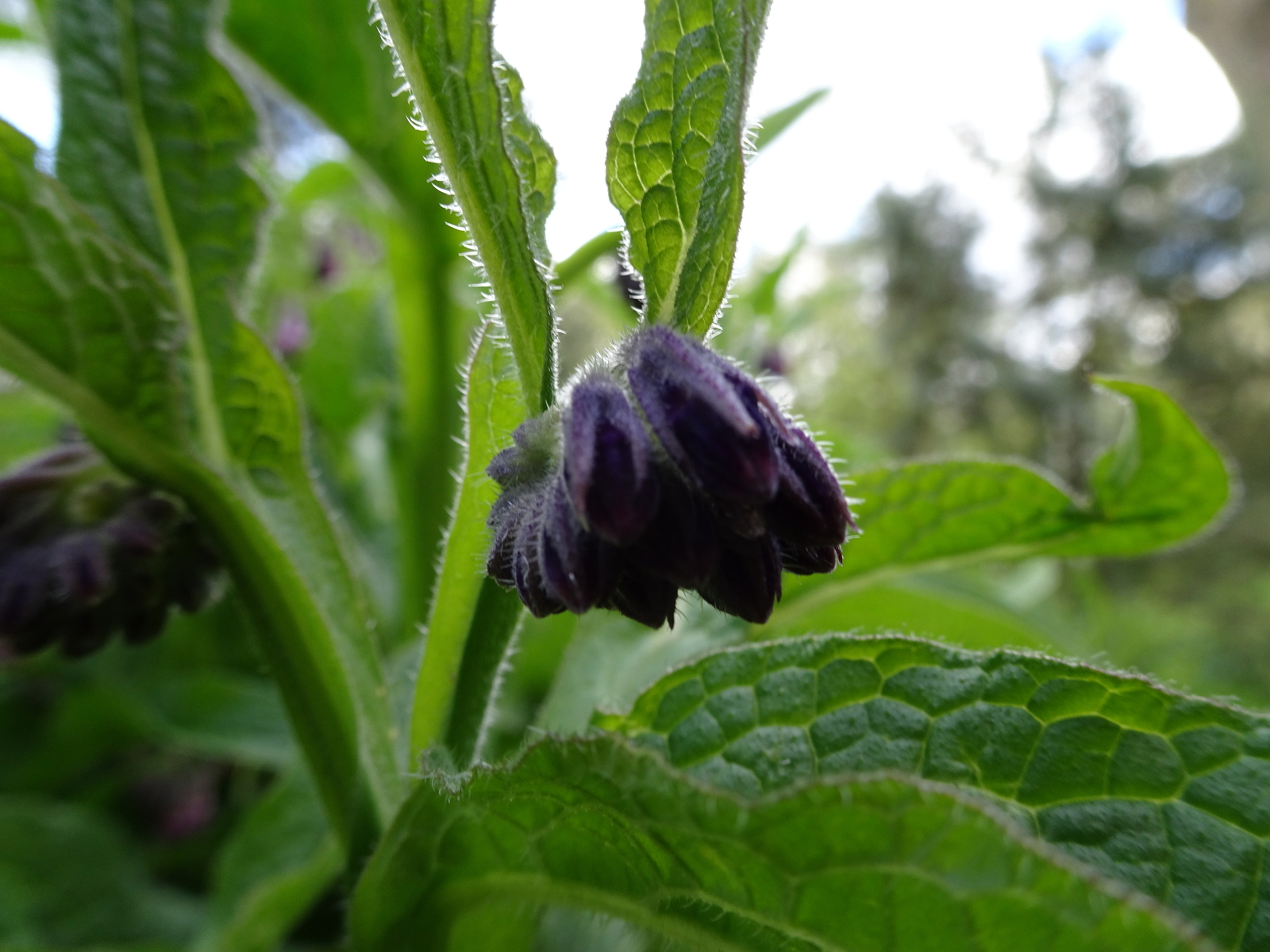 Dieppaarse bloemetjes