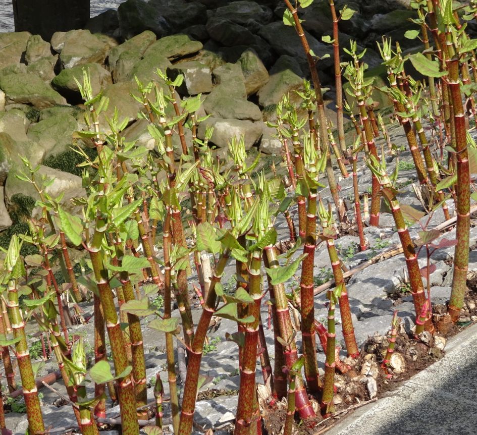 Gewone Engelwortel ??