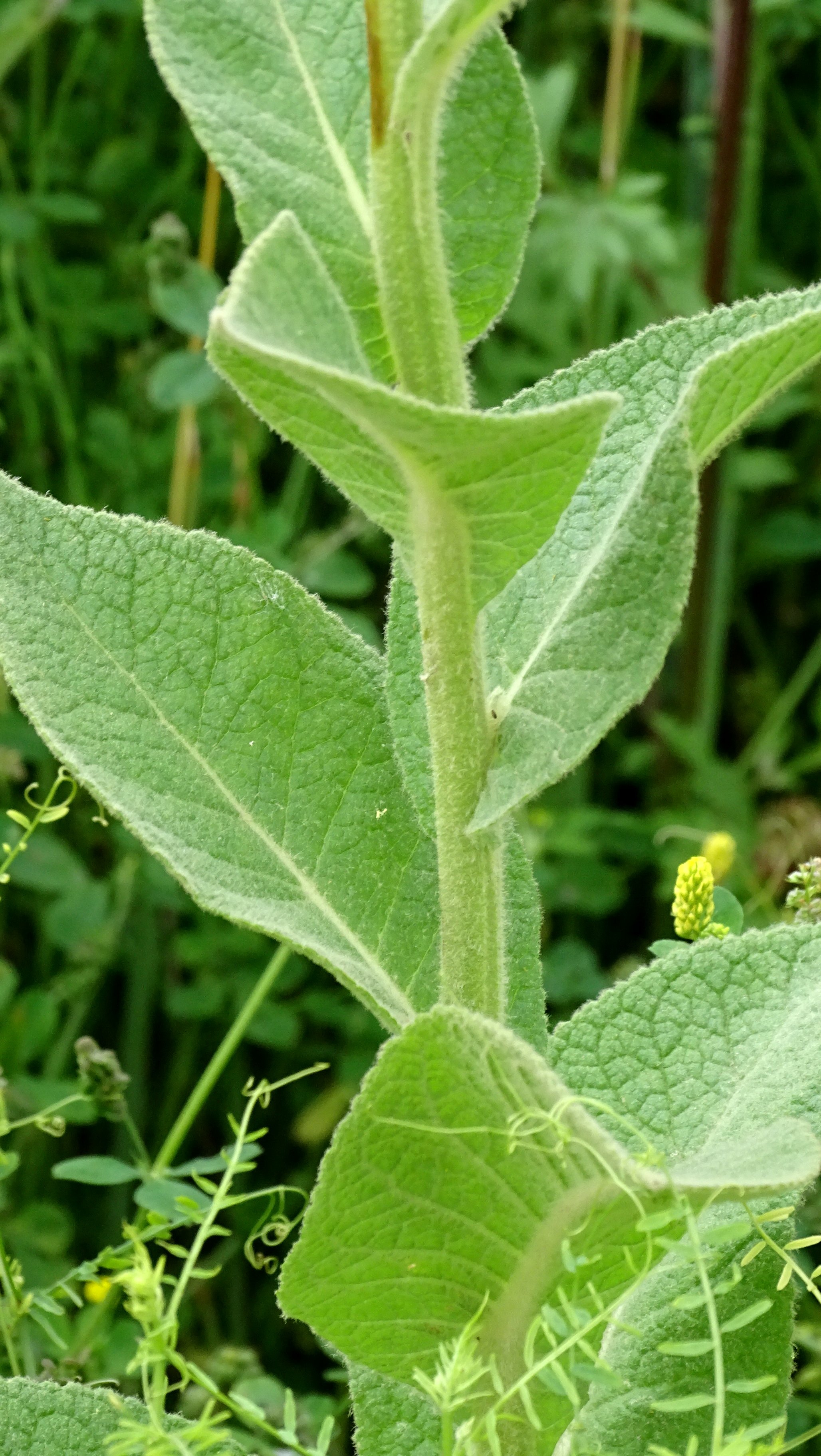 Is dit de stalkaars?