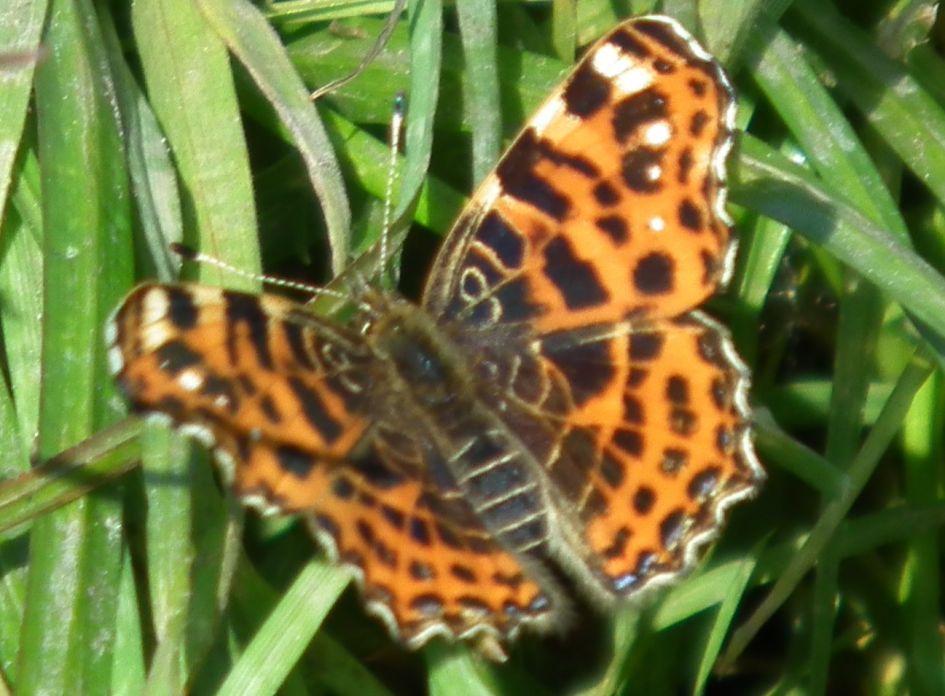 Welke vlinder is dit?