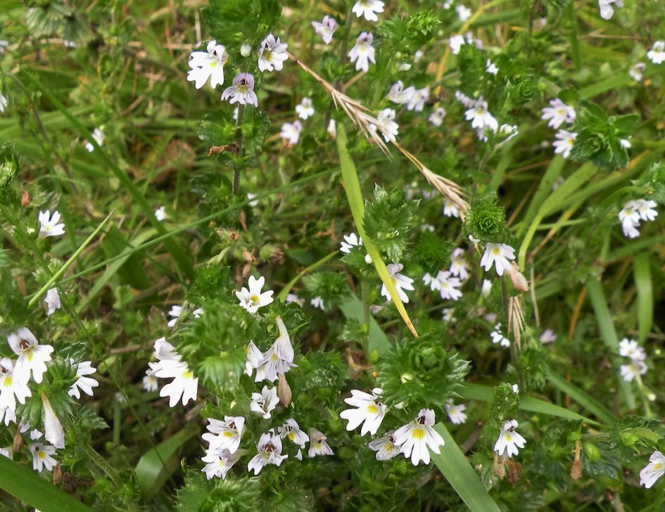 Wat is de naam van deze bloem?