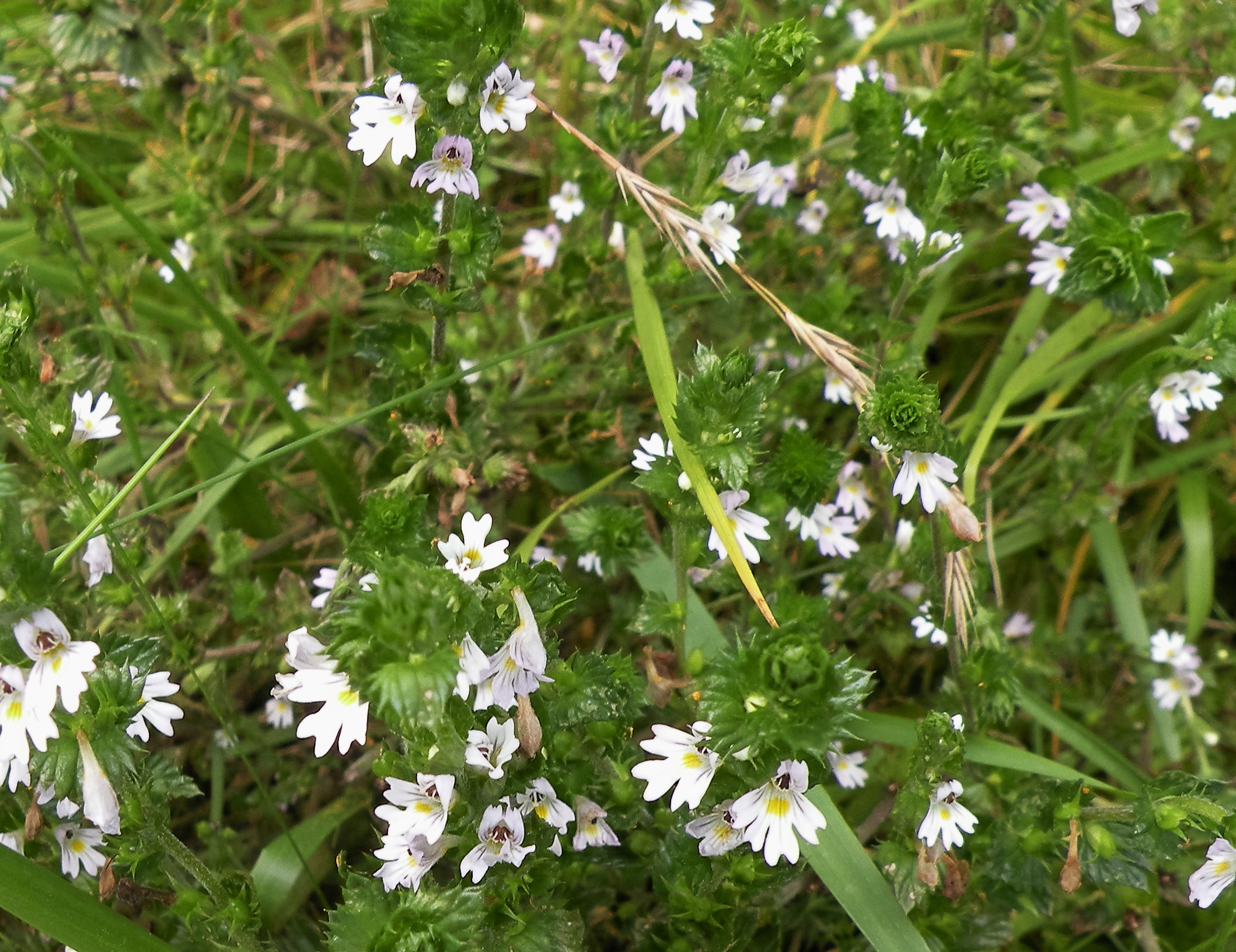 Wat is de naam van deze bloem?