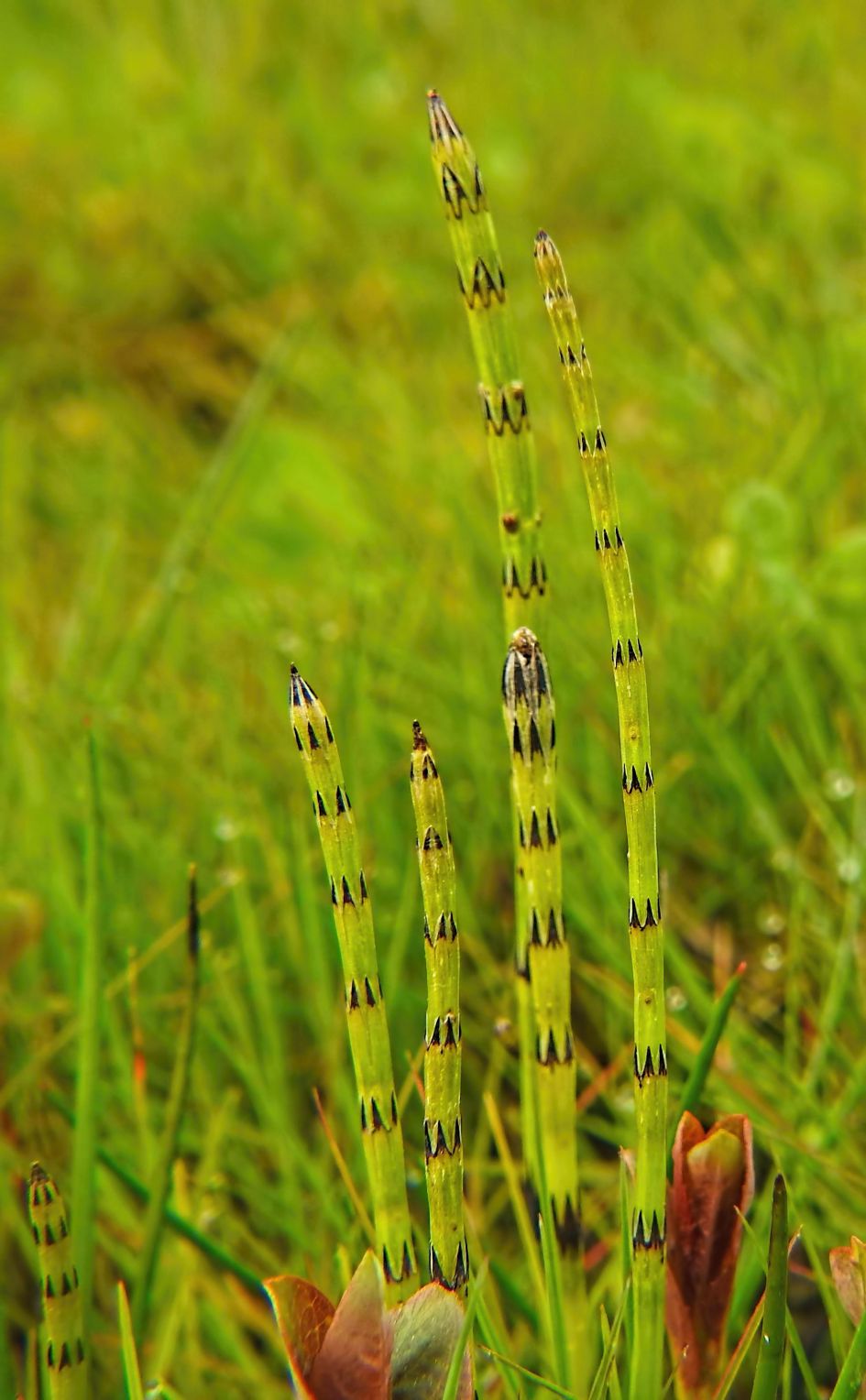 Wat zijn dit voor grassoorten ?