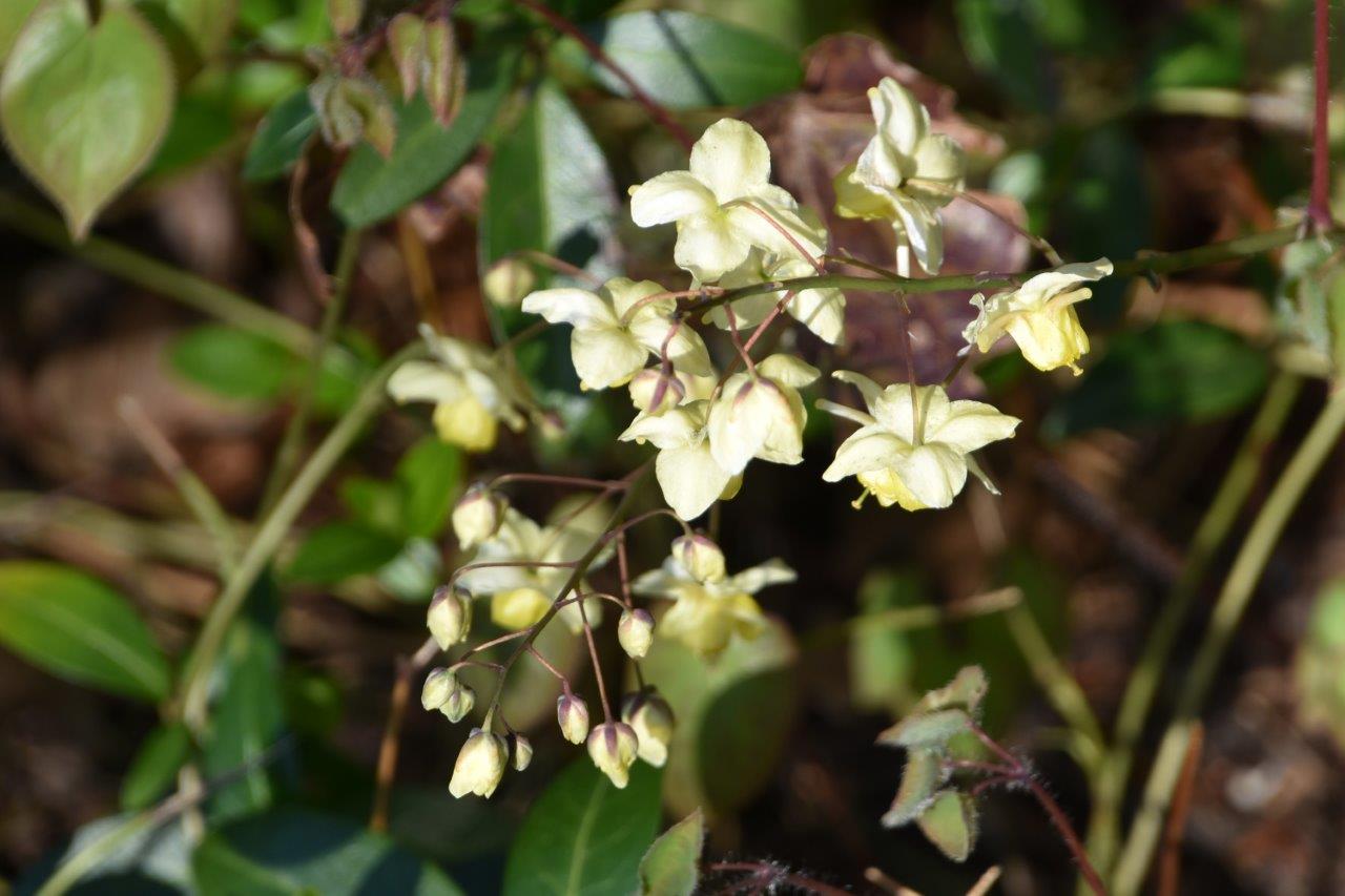 Mag ik nog een keer een naam van een bloemetje vragen?