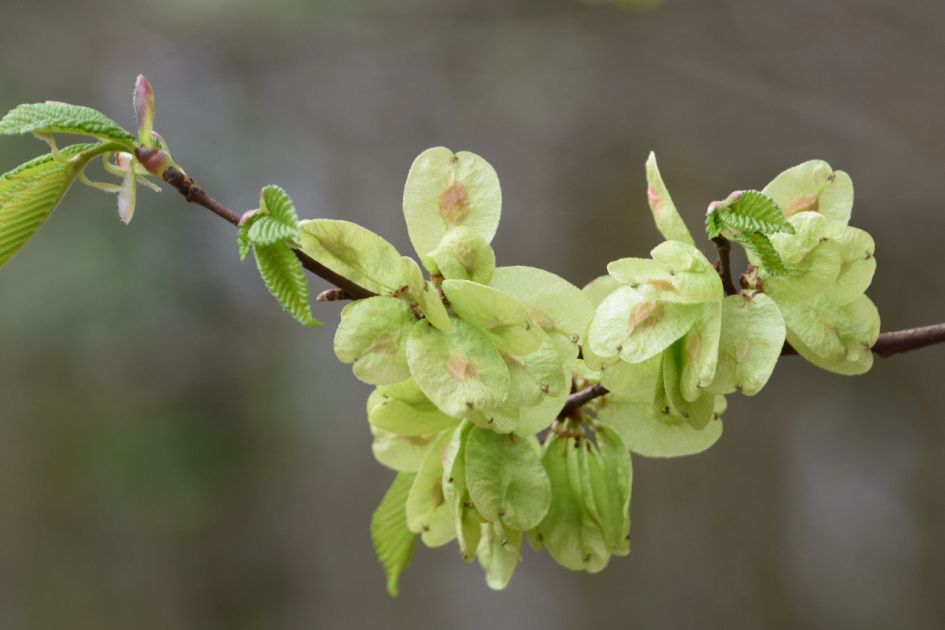 Van welke boom of struik is dit nieuw blad?