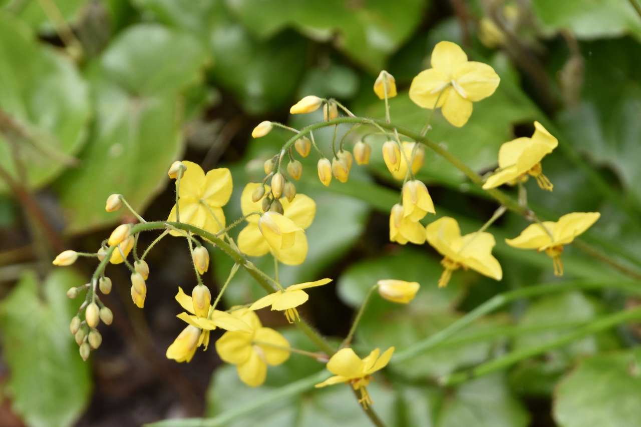 Ook deze ken ik niet, jullie wel?