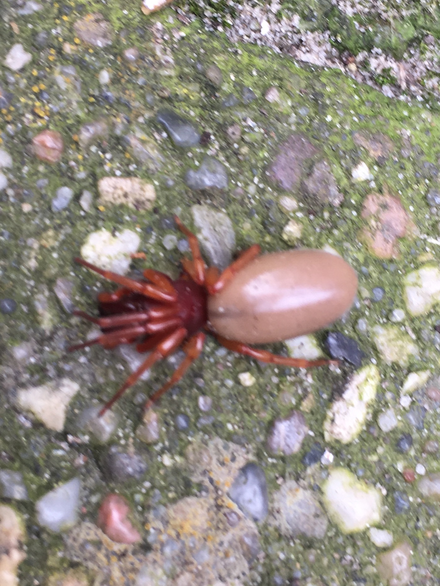 Wat is dit voor een insect?