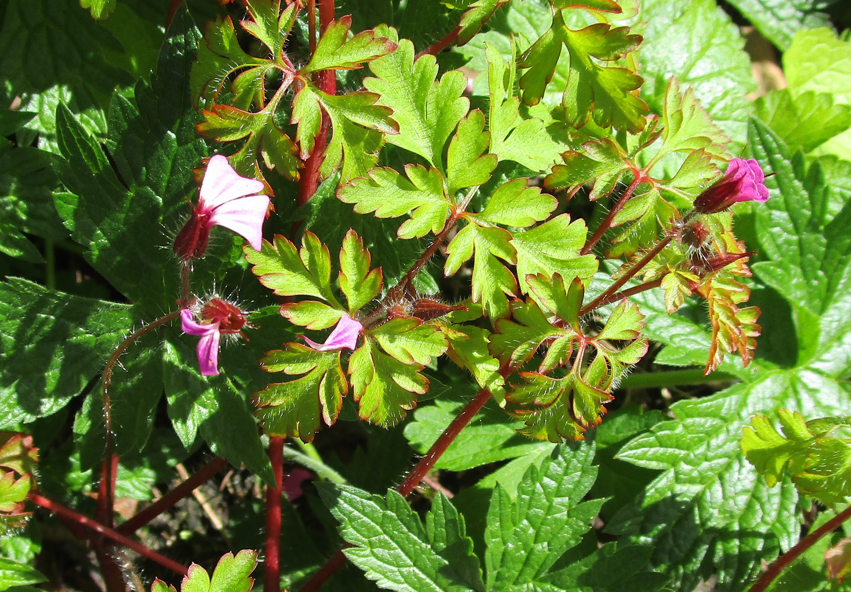 laag paars/rood plantje