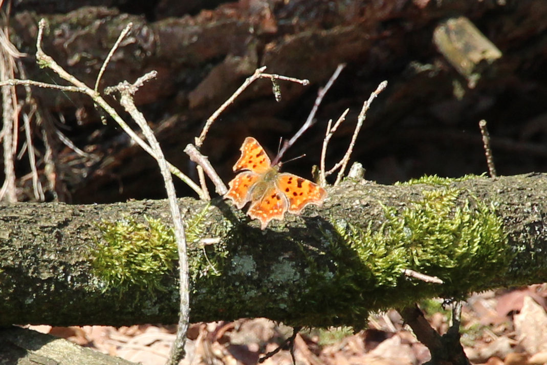 Welke vlinder is dit?