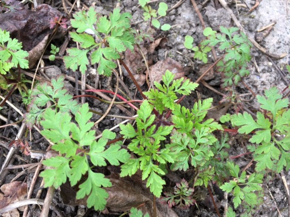 En welke plant is dit?