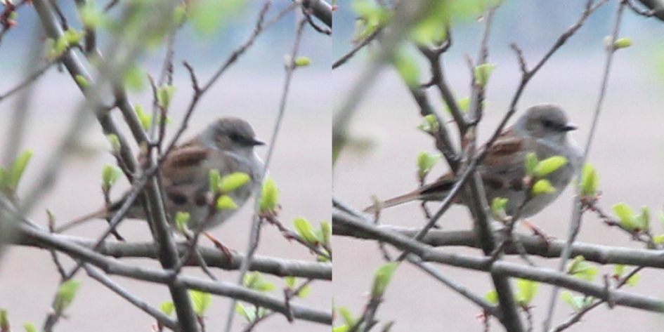 Welk vogeltje is dit?