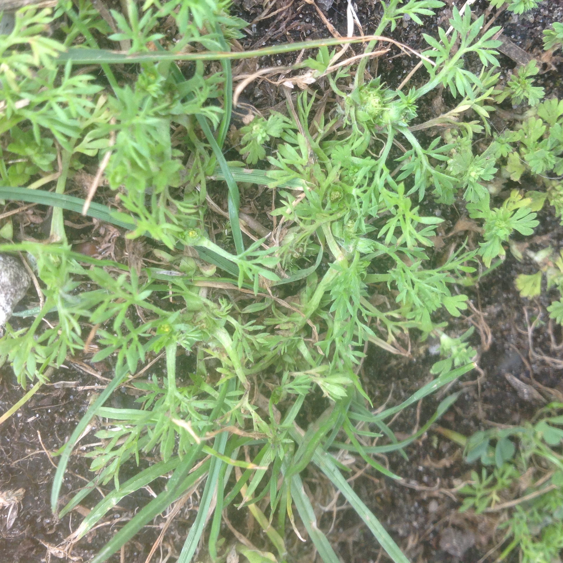 Stekelig mos in gras