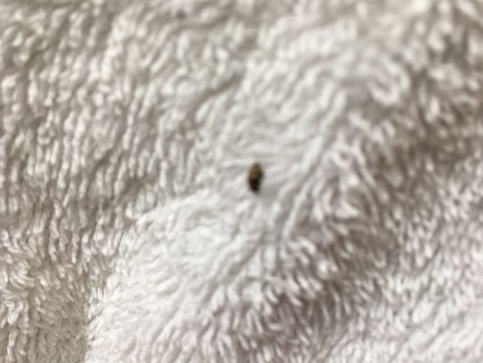 Wat is di voor een insect