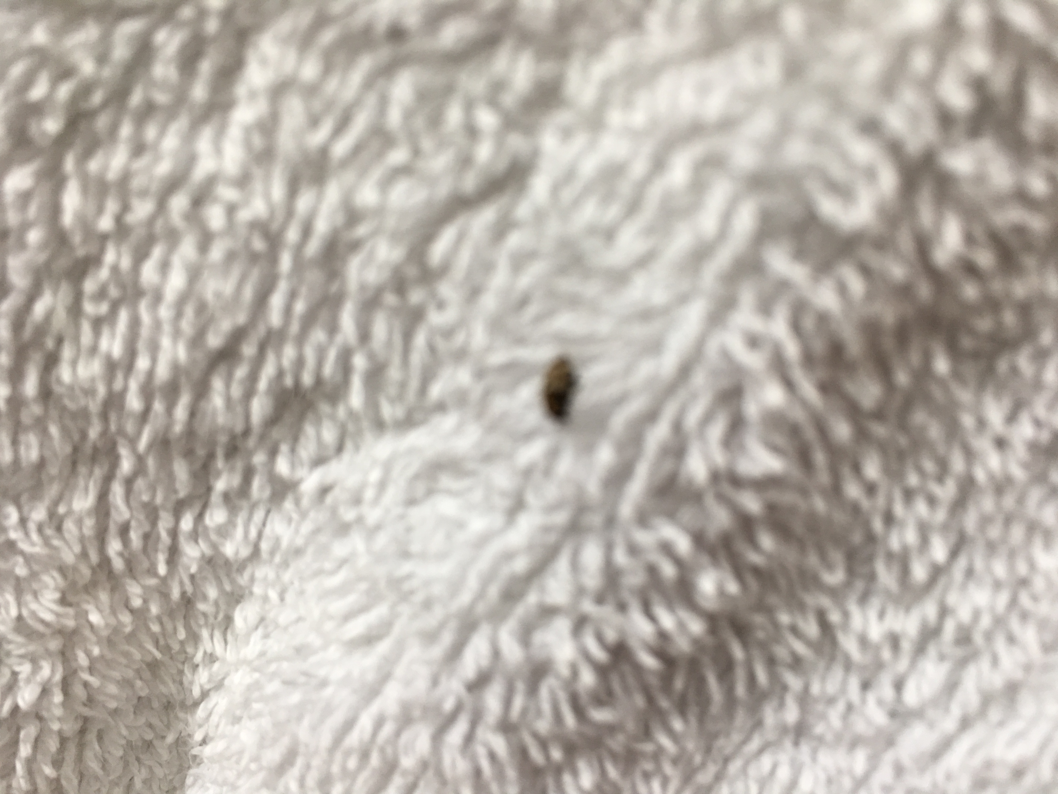 Wat is di voor een insect