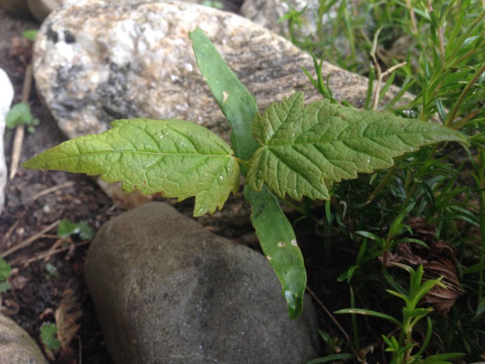 Wat is dit voor plant / kiem?