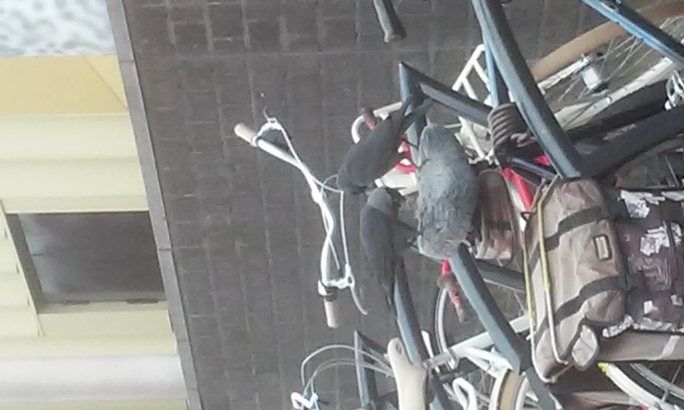 kraaien zoeken nestmateriaal