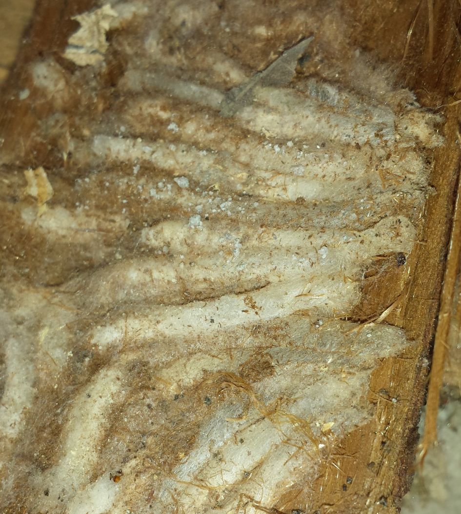 onbekend nest van soort spinrag