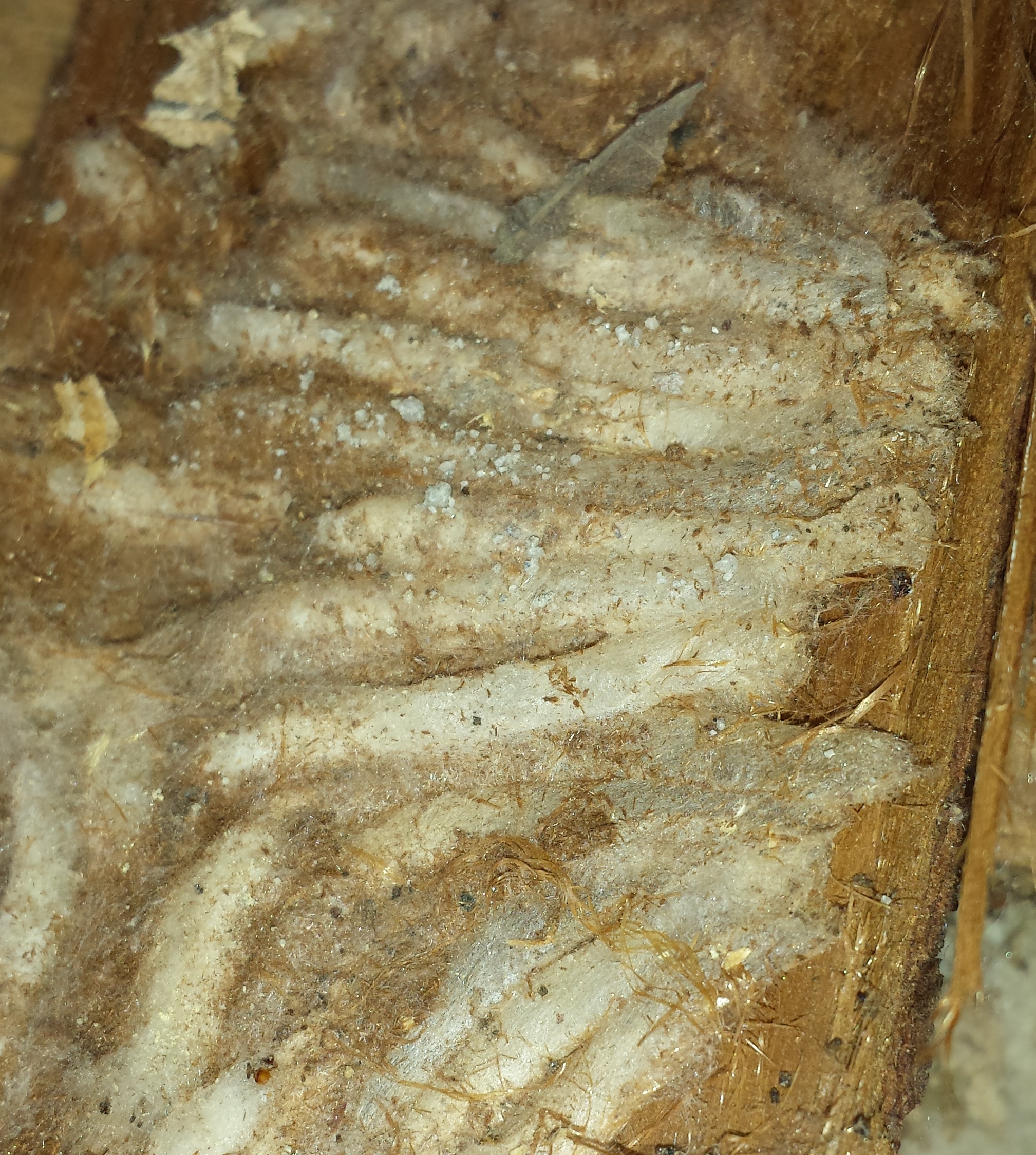 onbekend nest van soort spinrag