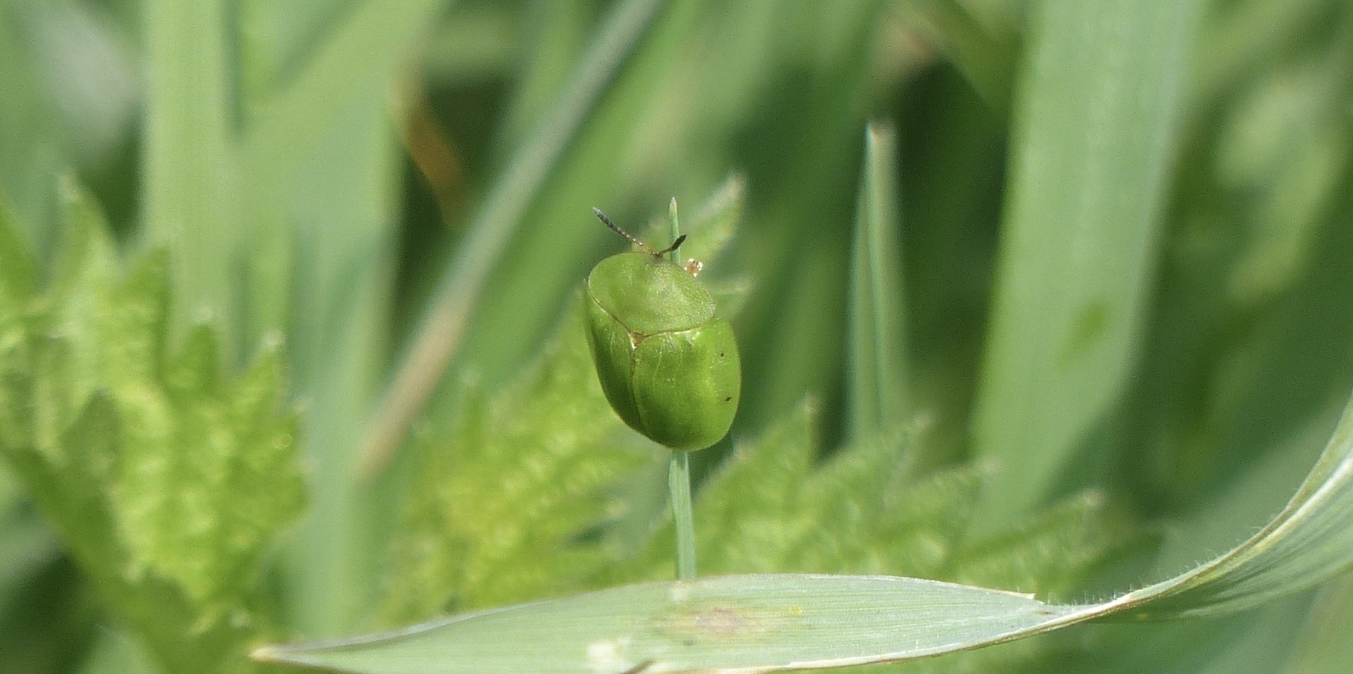 Nymfe van een groene schildwants?