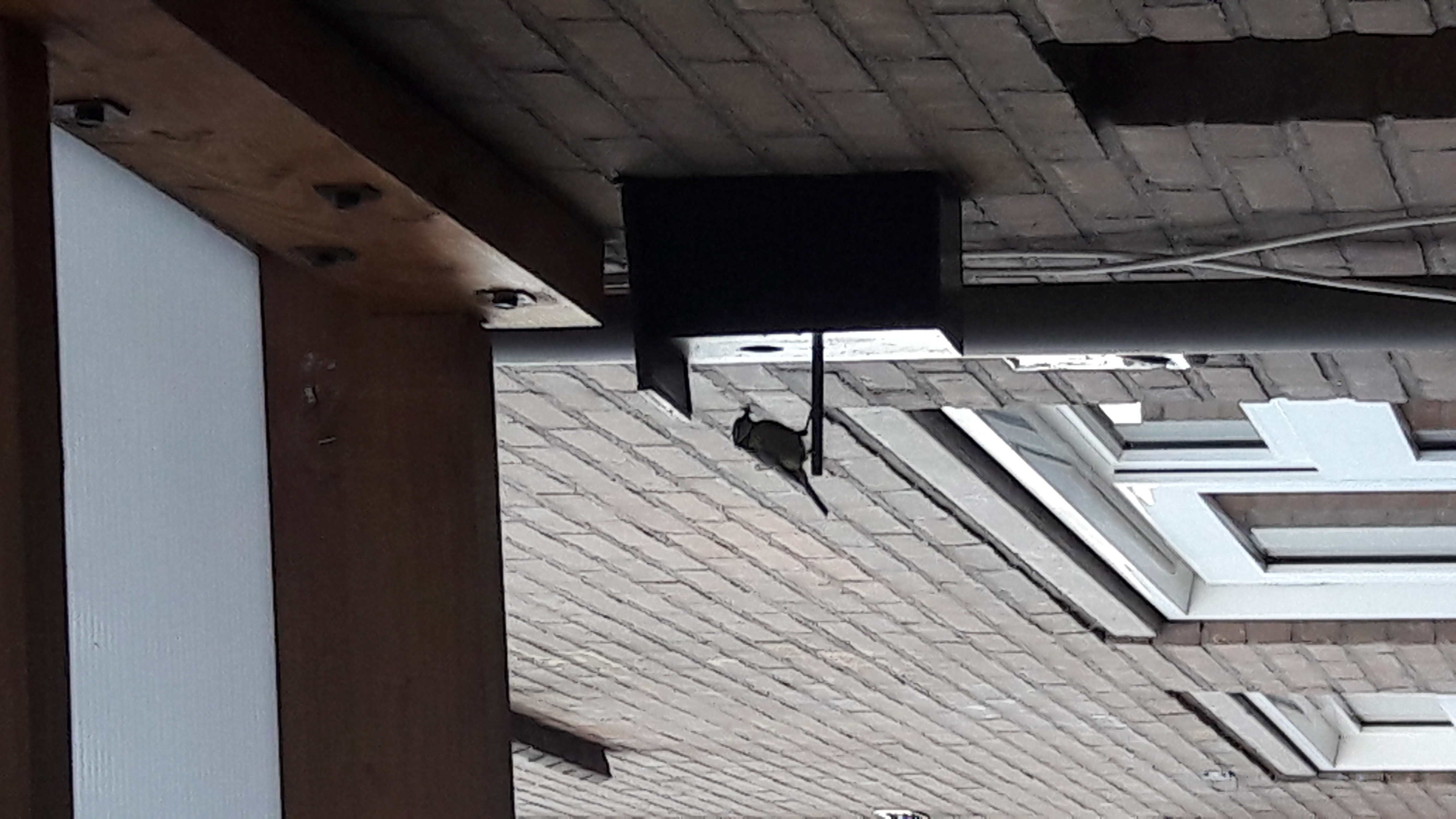 Koolmeesjes overleden