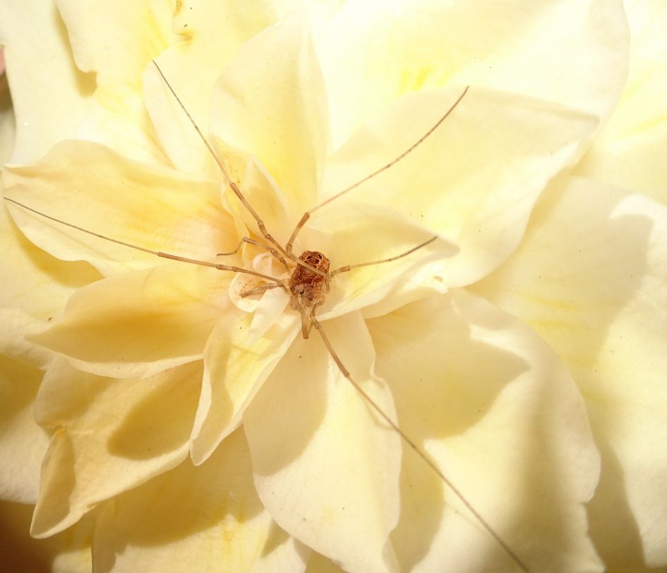 Welk onverzettelijke spinnetje ?