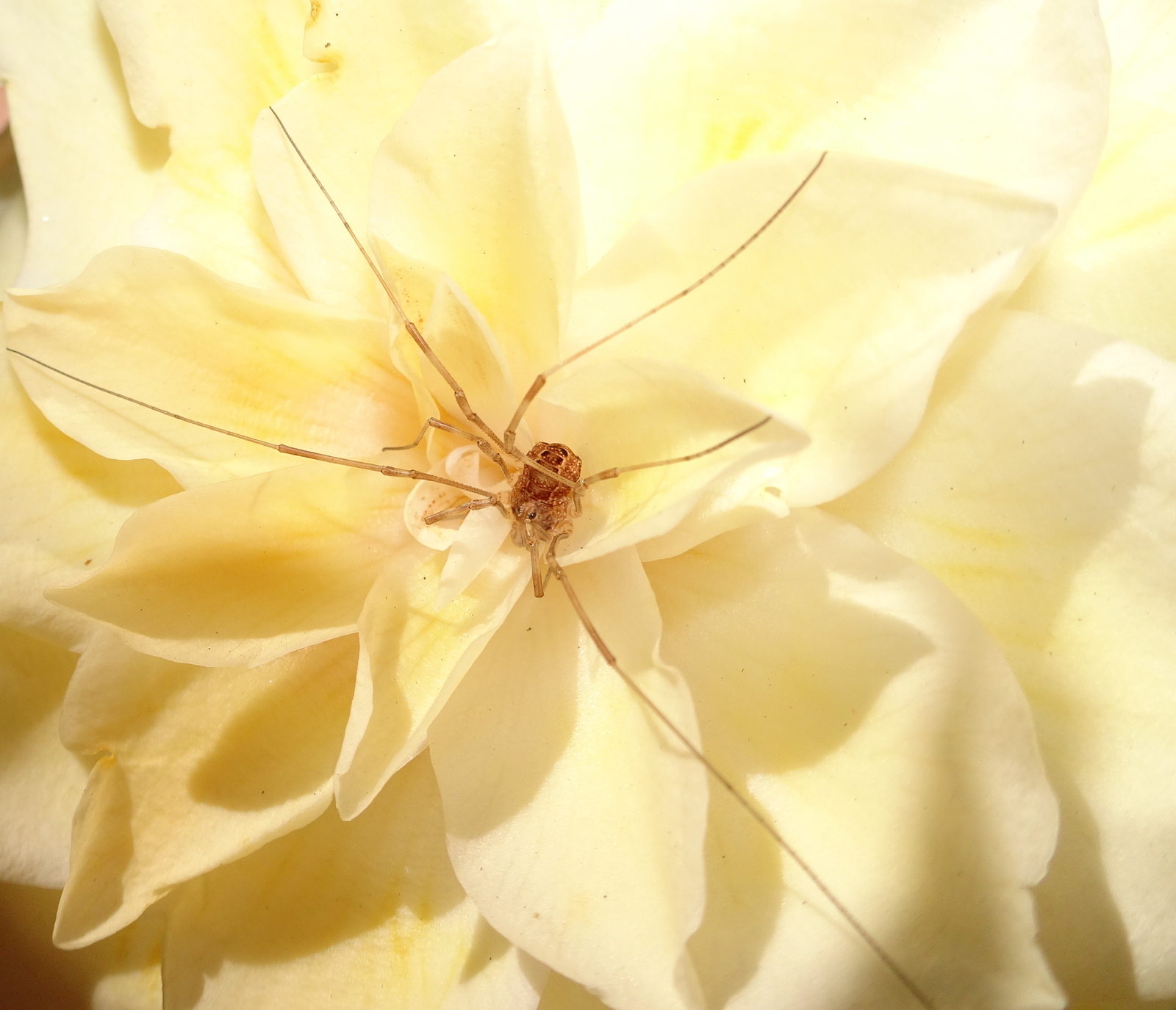 Welk onverzettelijke spinnetje ?