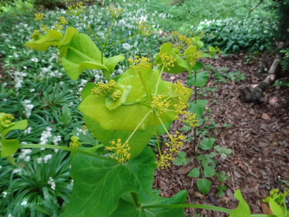 wie weet Welke plant