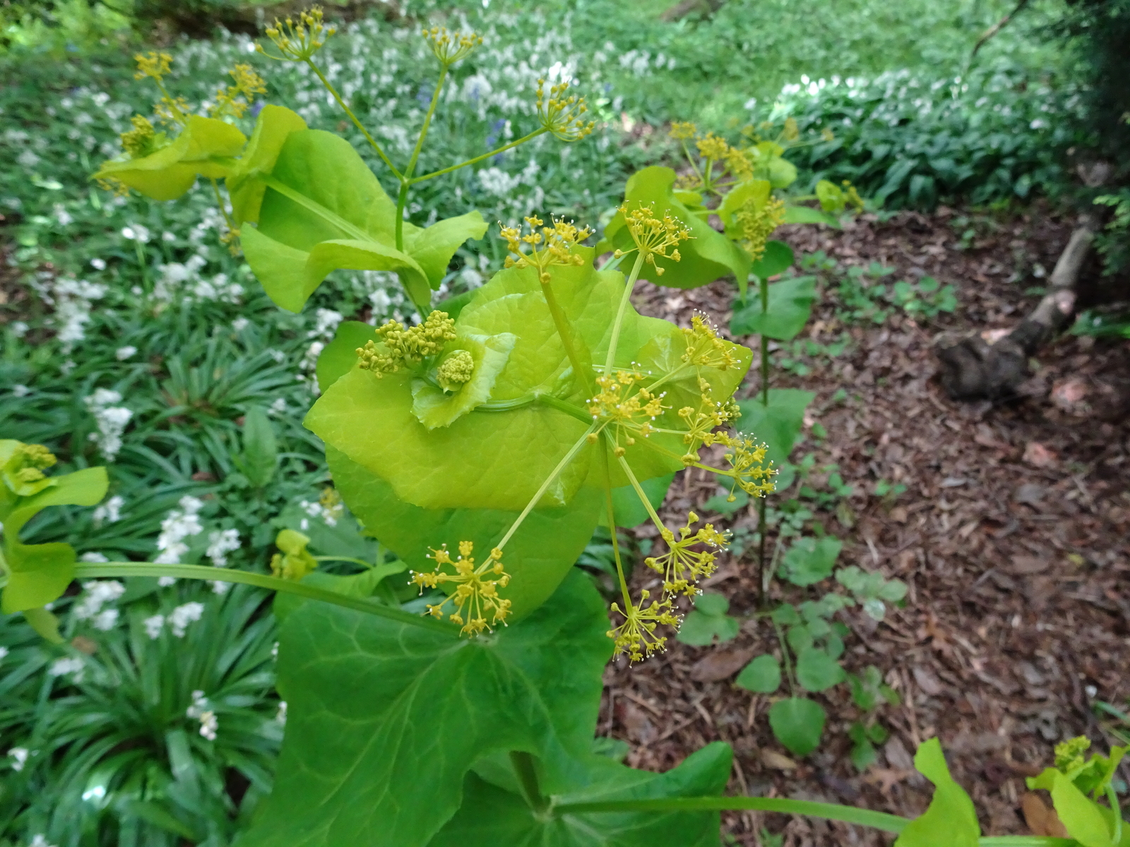 wie weet Welke plant