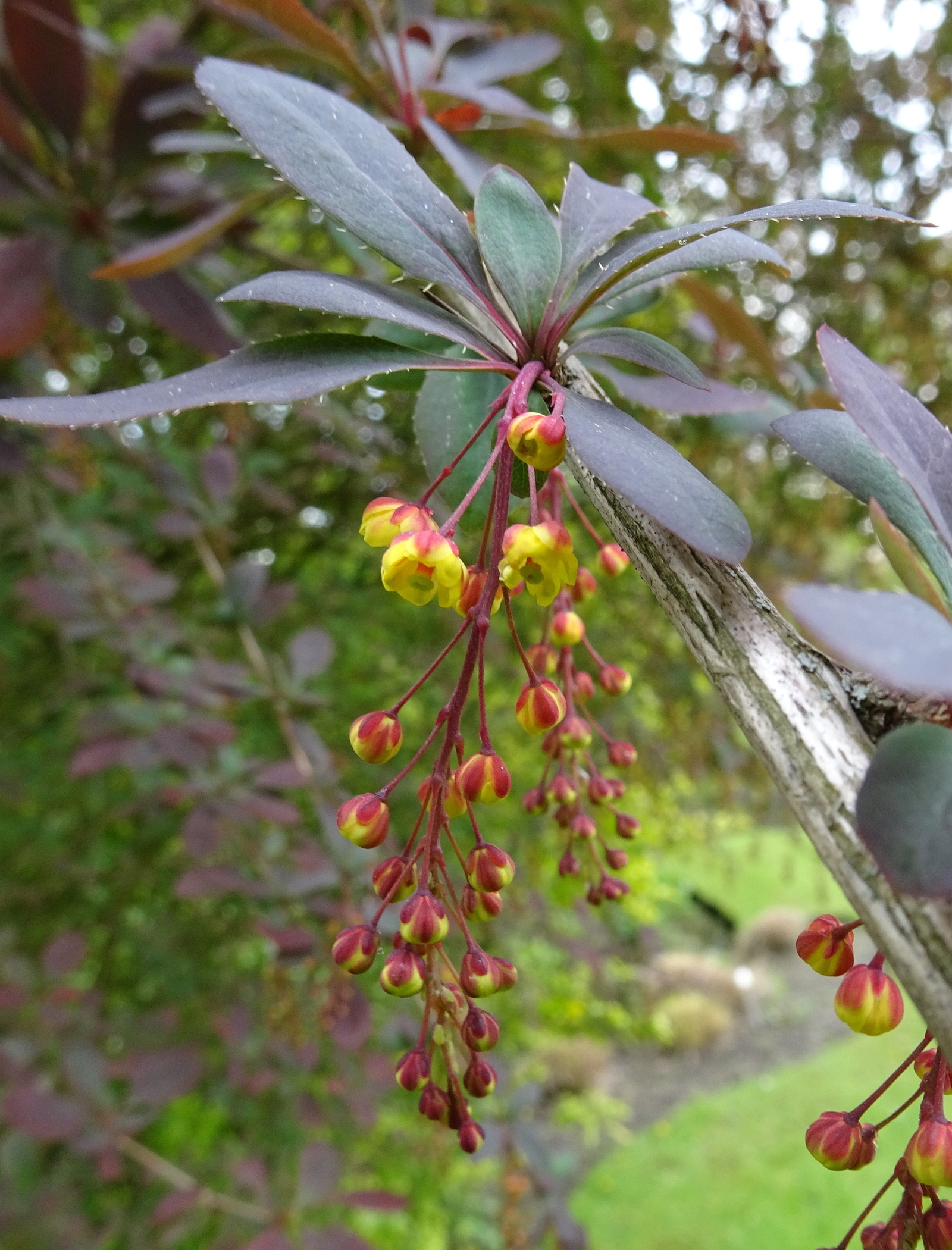 Deze naam weet ik ook al niet ...