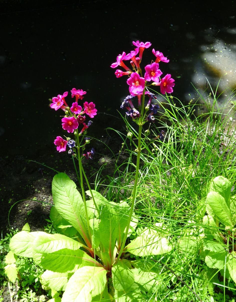 wie weet welke 2 planten