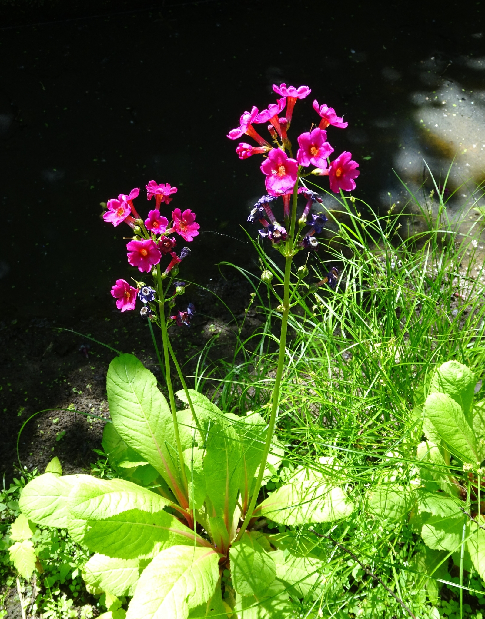 wie weet welke 2 planten