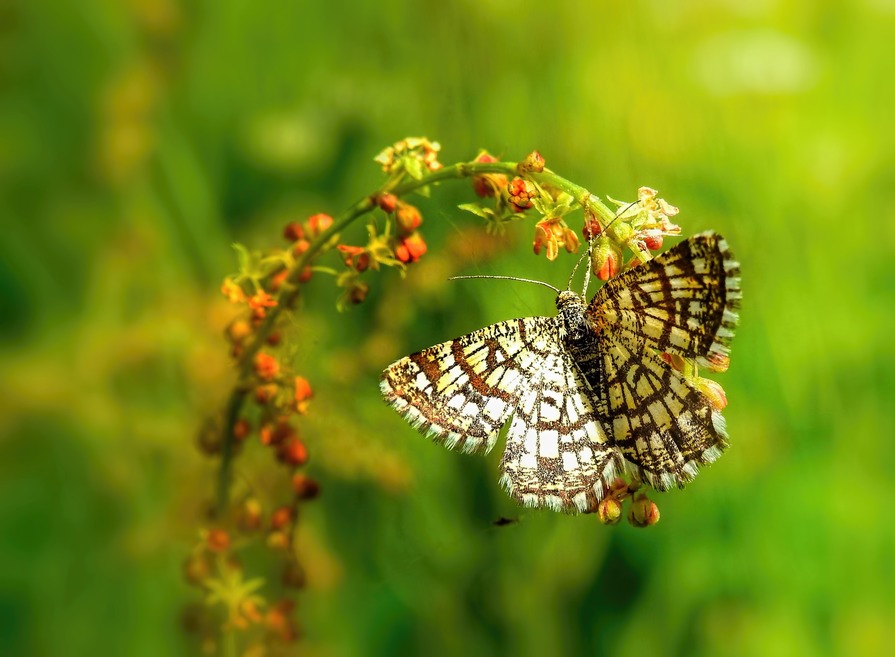 Wat is de naam van deze vlinder of dikkopje?