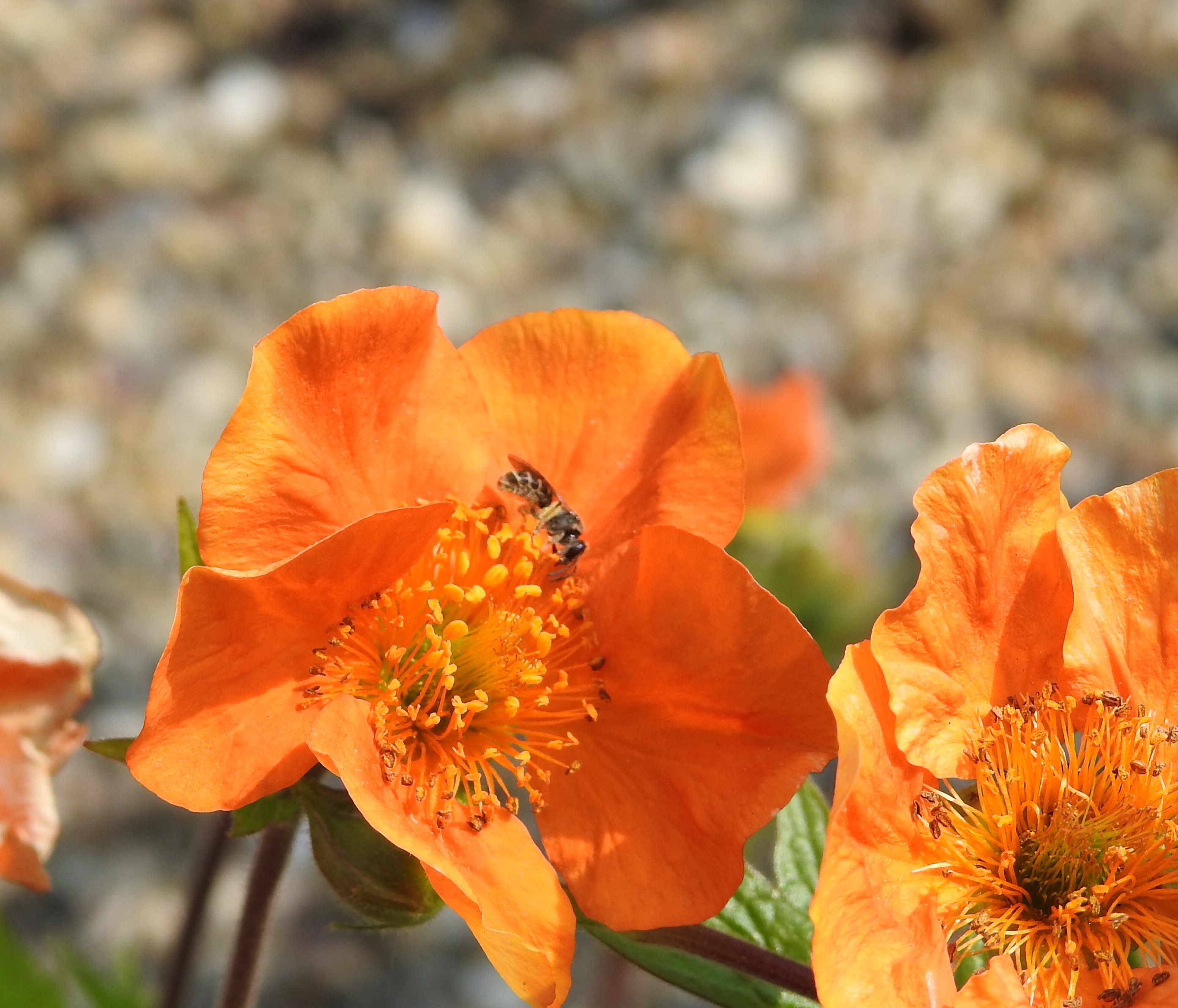 Wat is dit voor een insect?