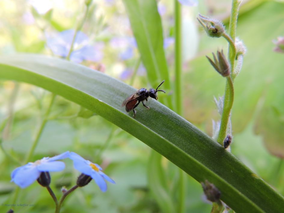 Wesp of bij en welke?