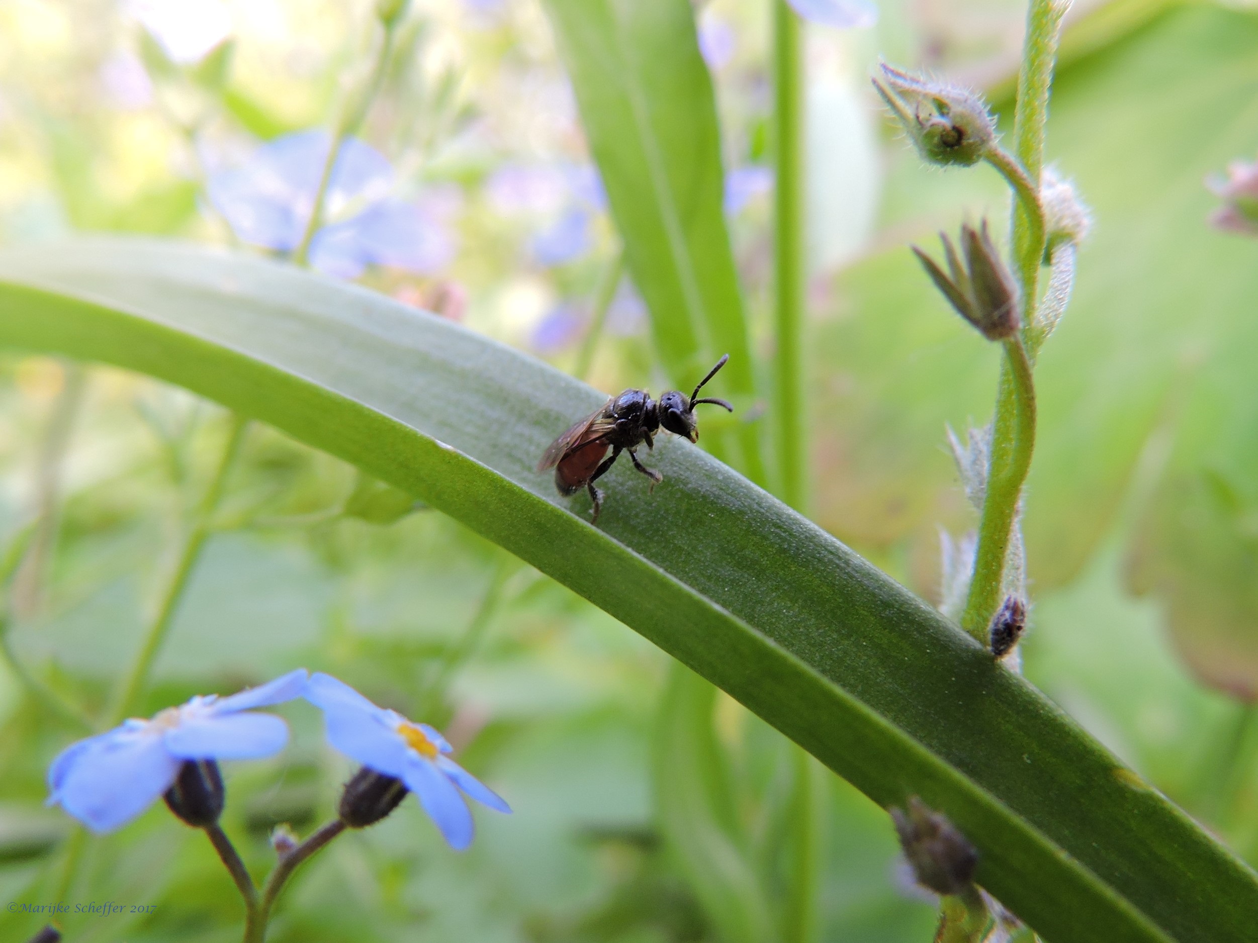 Wesp of bij en welke?