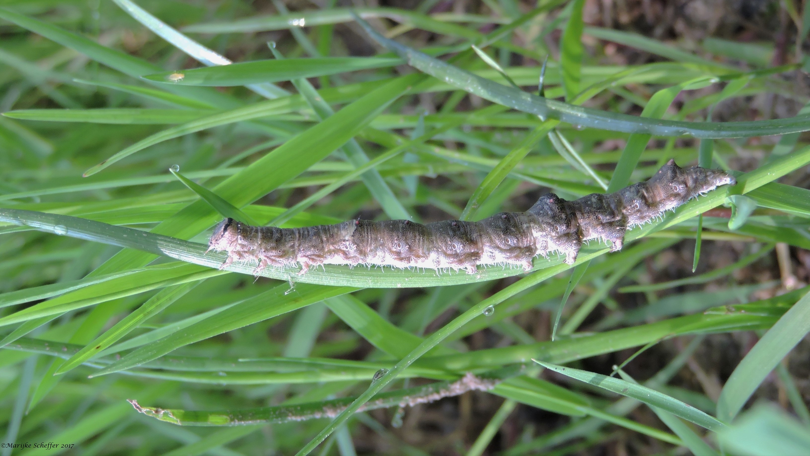 Grote rups wel 10cm??