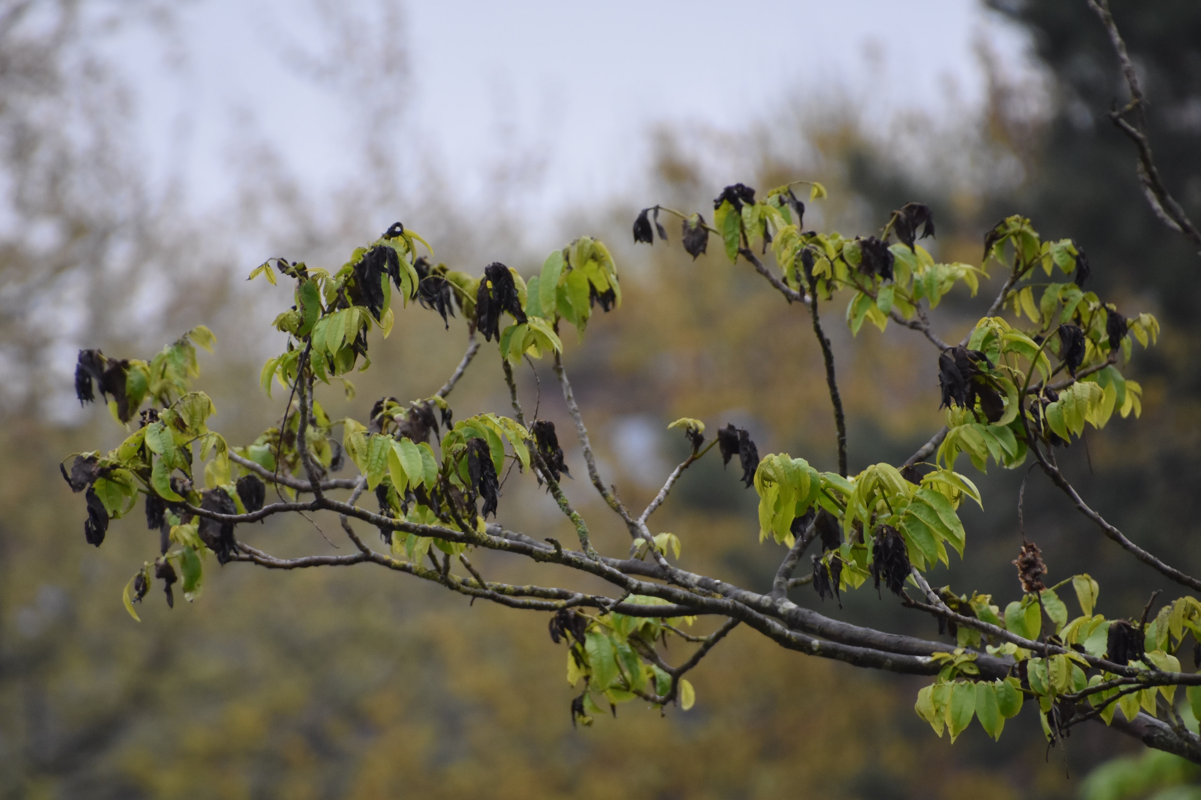 De vleugenoot heeft zwart aan de verschillende takken!