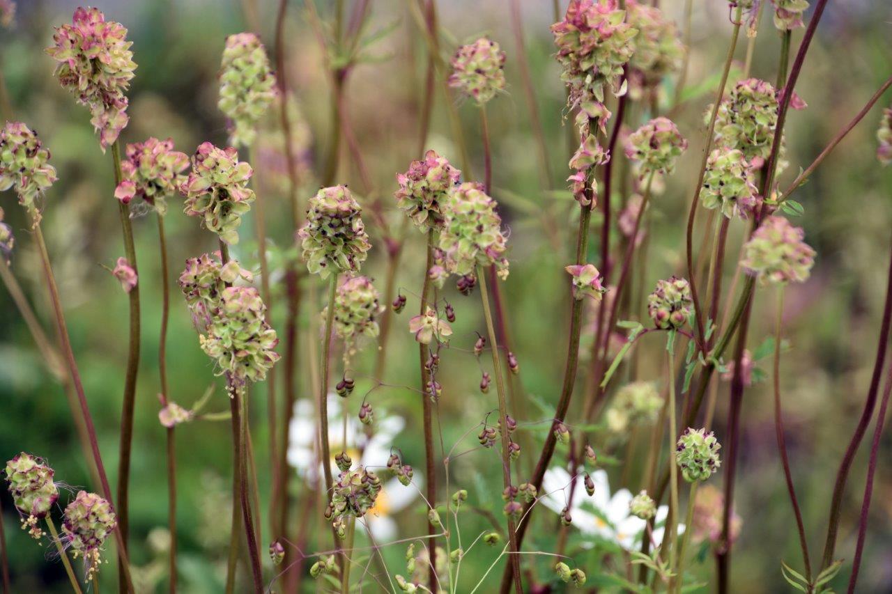 Is dit een grassoort, mosschien Engels gras?