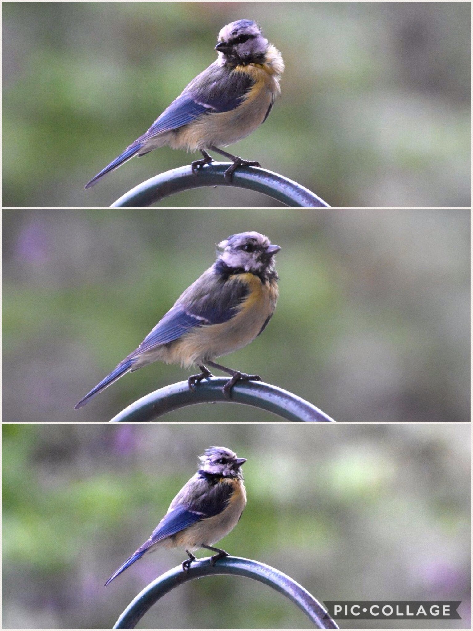 Is dit een jonge koolmees, pimpelmees of kuifmees?