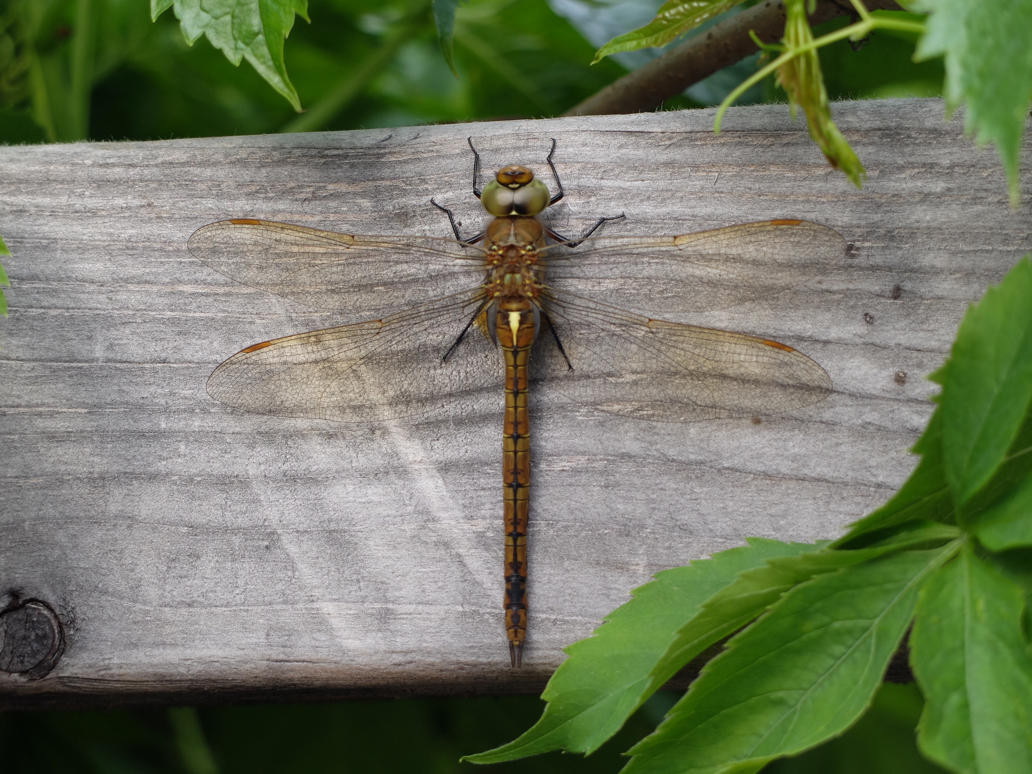 Welke libelle is dit?