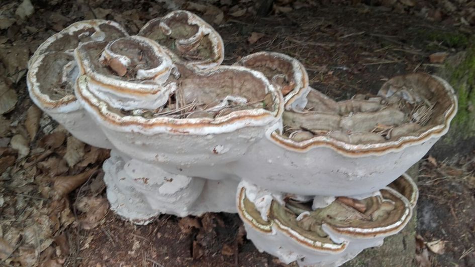 Tonderzwam en welke?